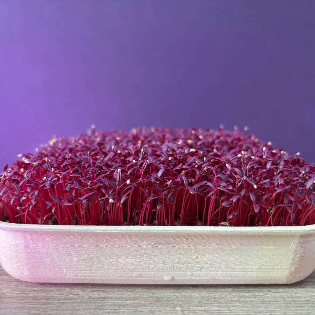 Amaranth microgreens