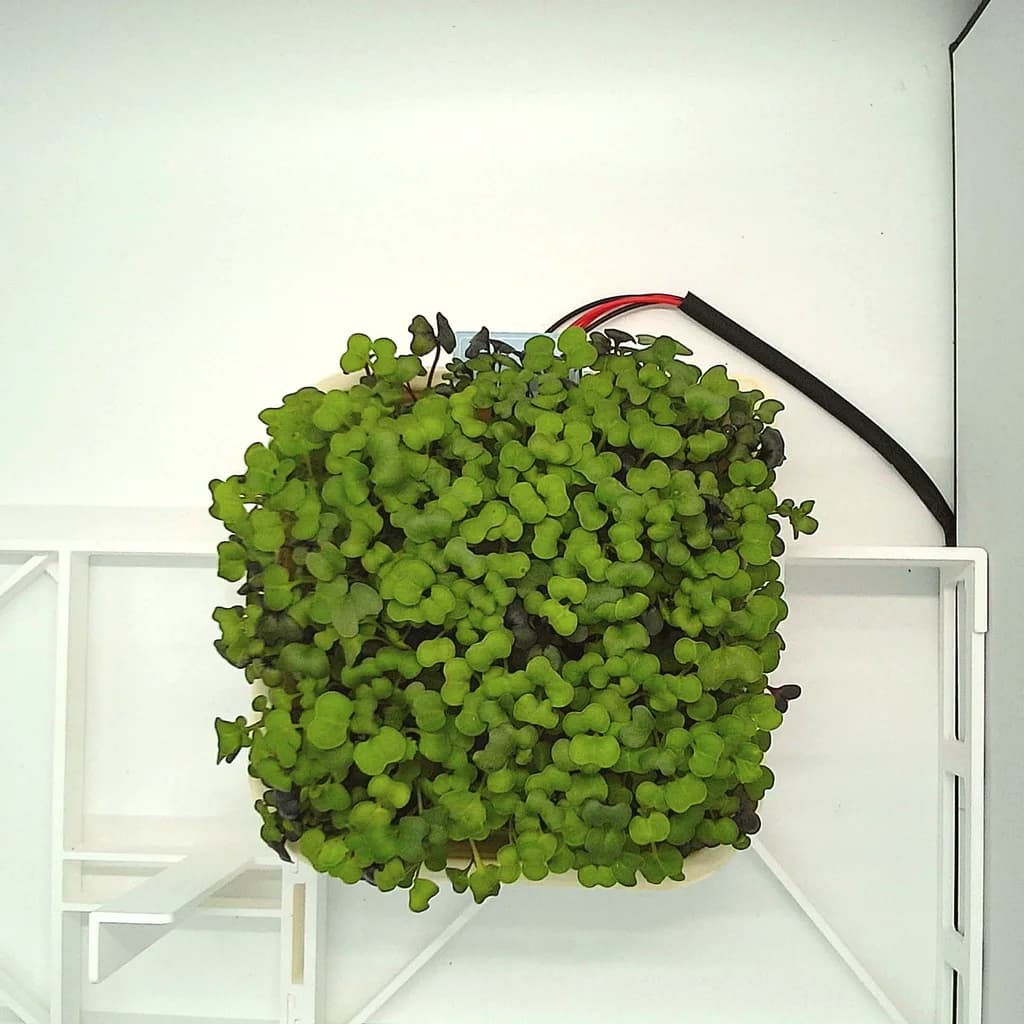 Basic Mix microgreens