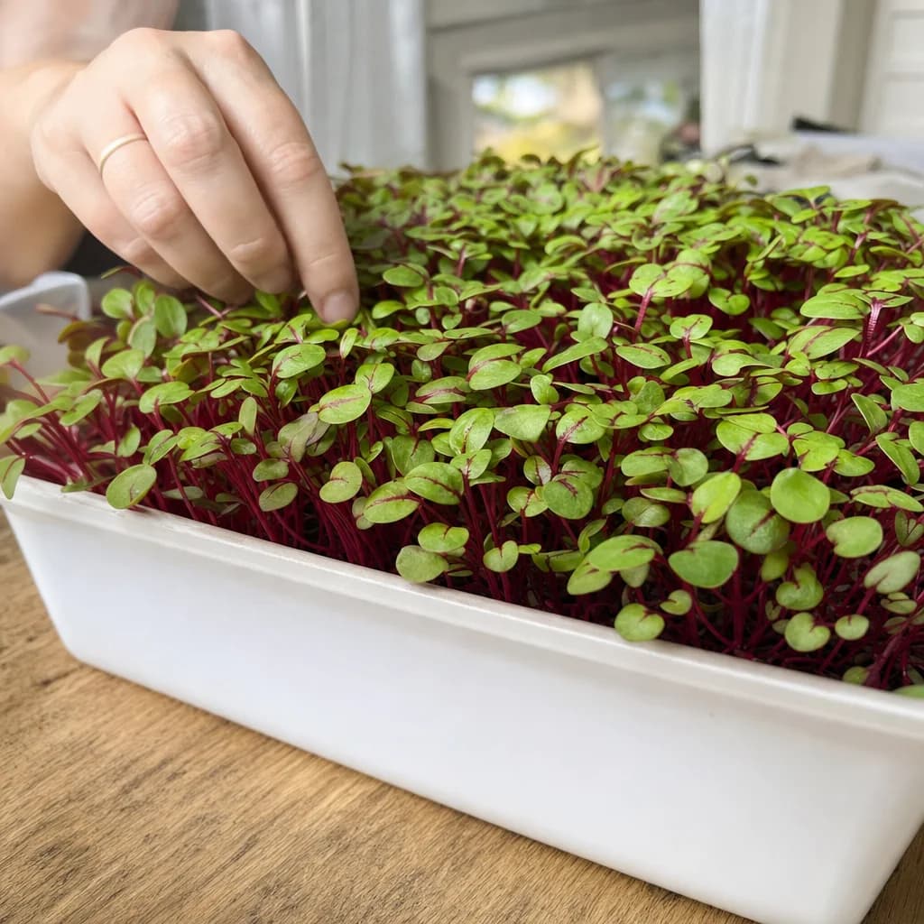 Beet microgreens