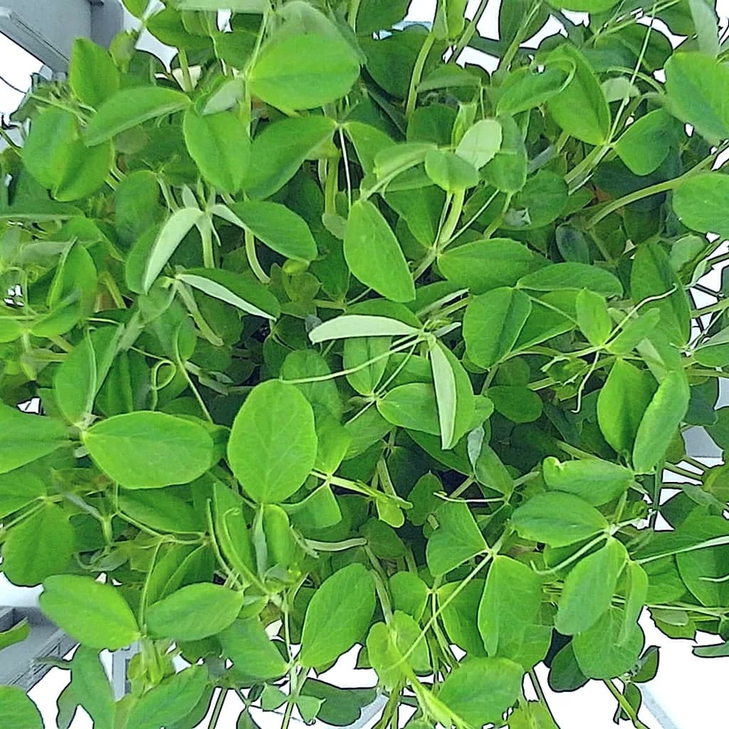 Pea Shoots microgreens