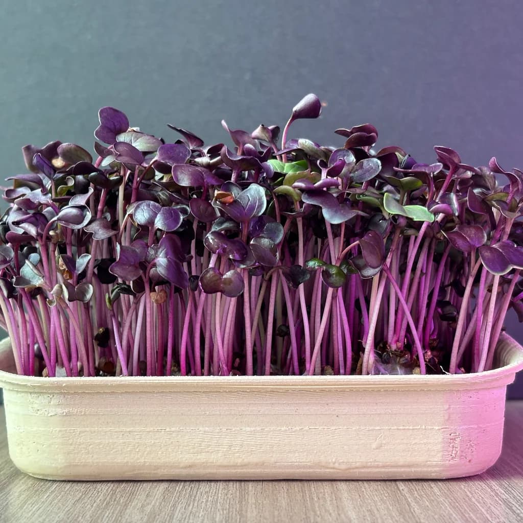 Purple Radish microgreens