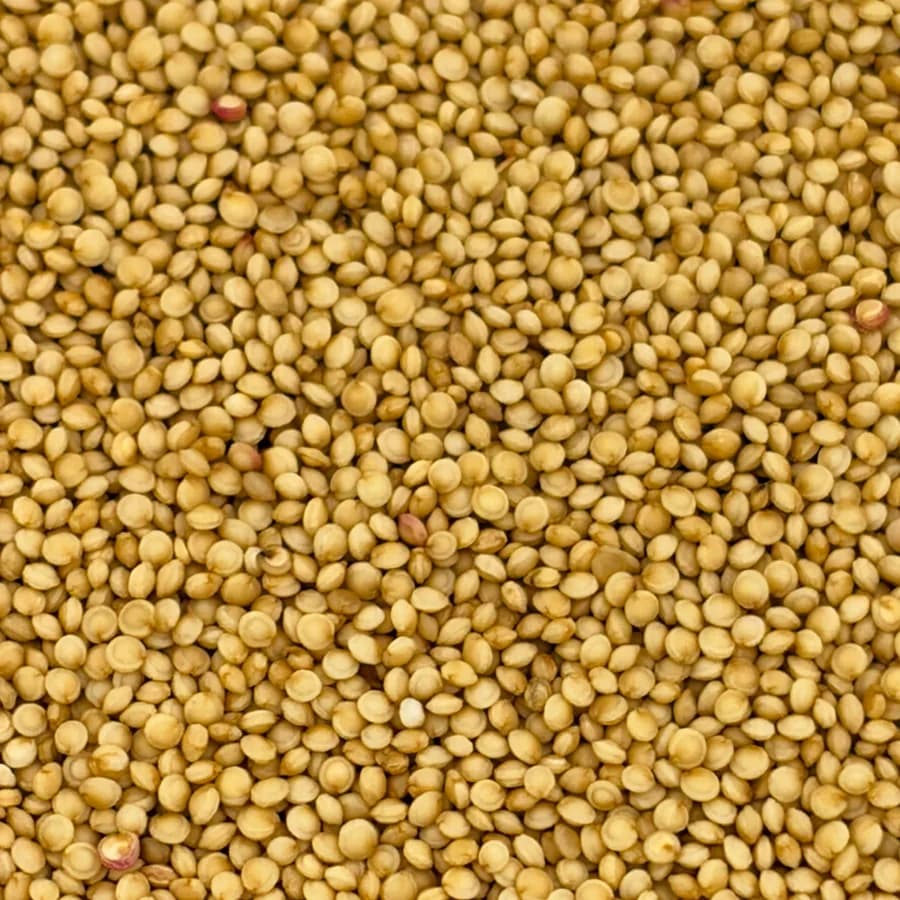 Amaranth seed at macro range