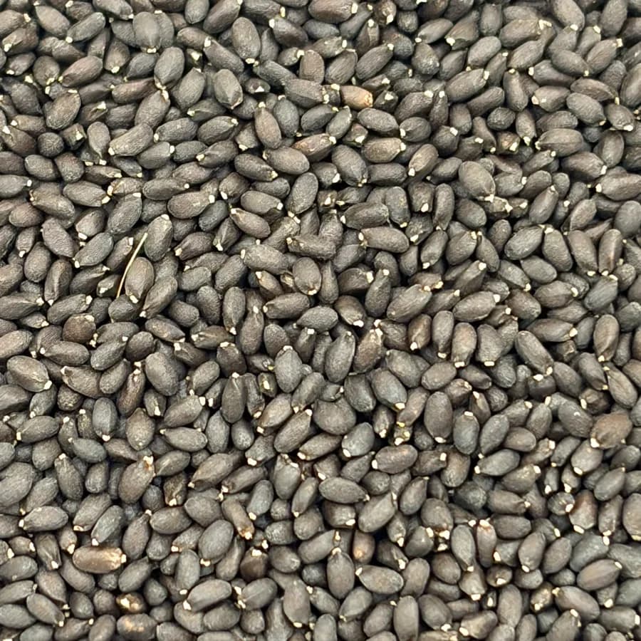 Basil seed at macro range