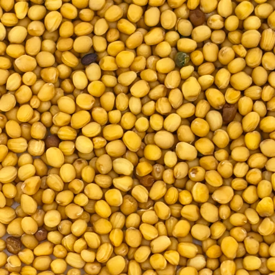 Mustard seed at macro range