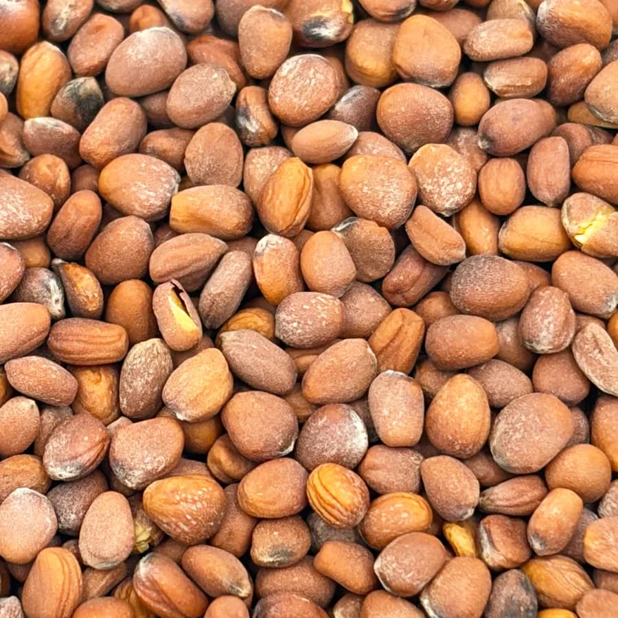 Daikon Radish seed at macro range