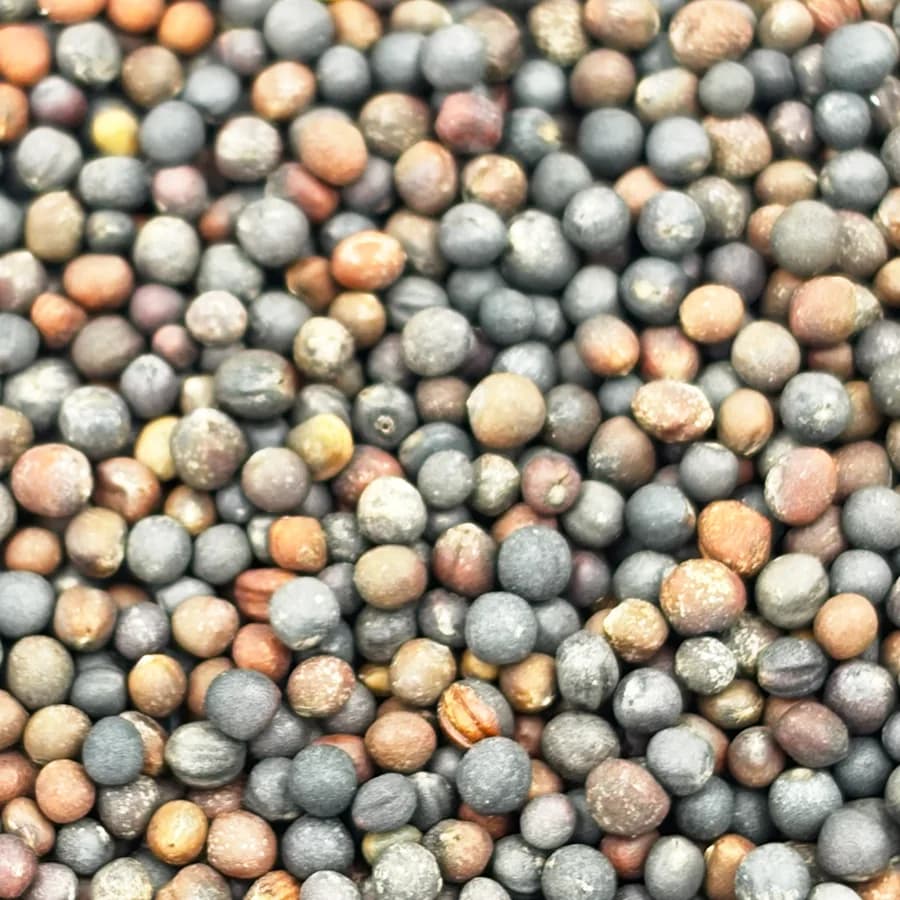 Spicy Mix seed at macro range