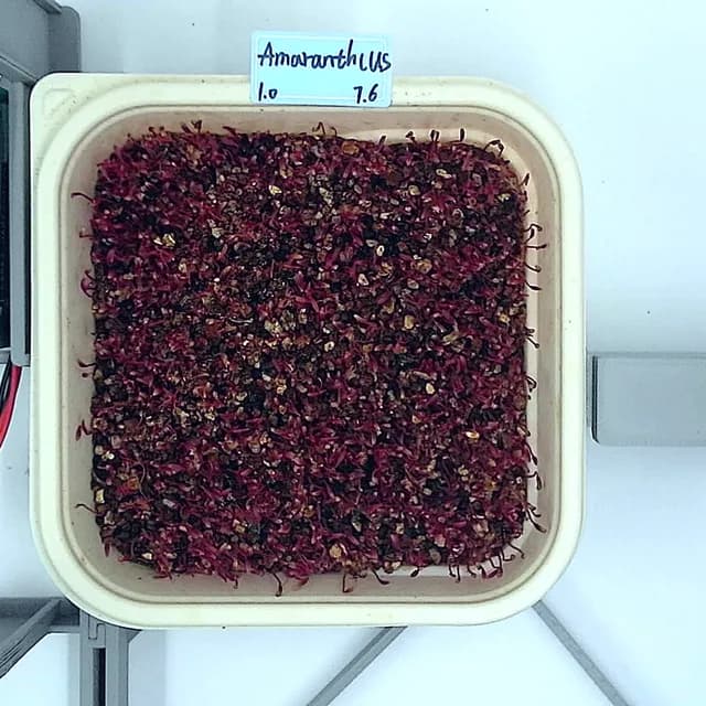 Amaranth at the emergence stage, from above