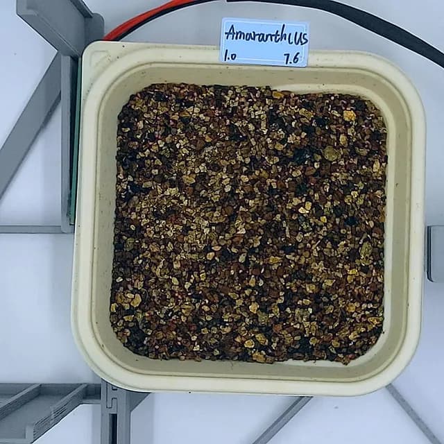Amaranth at the germination stage, from above