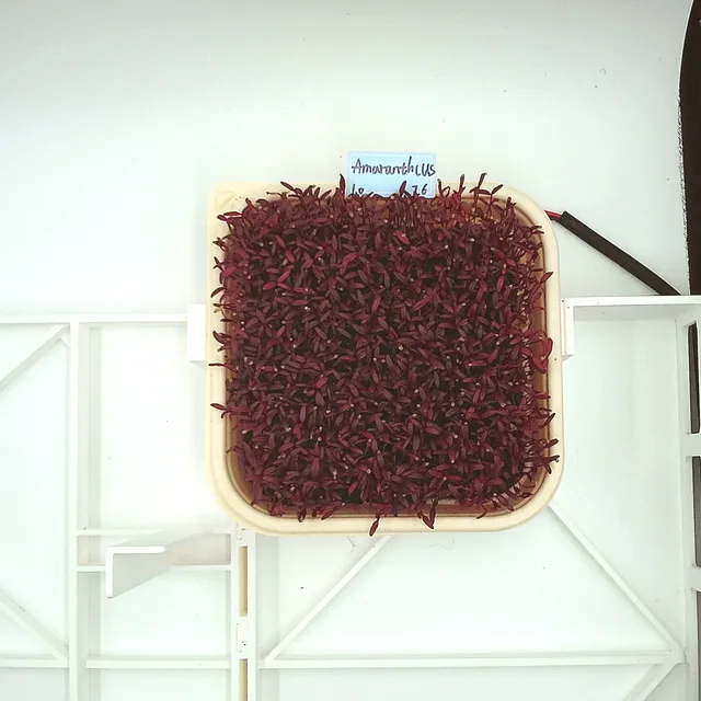 Amaranth at the ready to harvest stage, from above