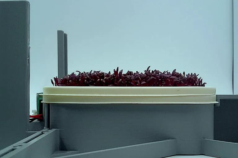 Amaranth at the leaf expansion stage, from the side