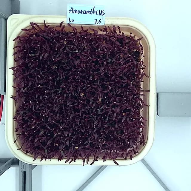 Amaranth at the leaf expansion stage, from above