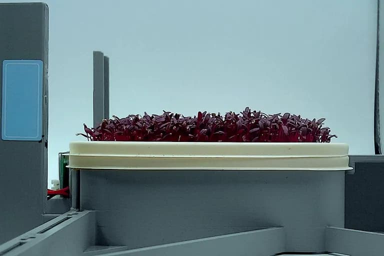 Amaranth at the rapid growth stage, from the side