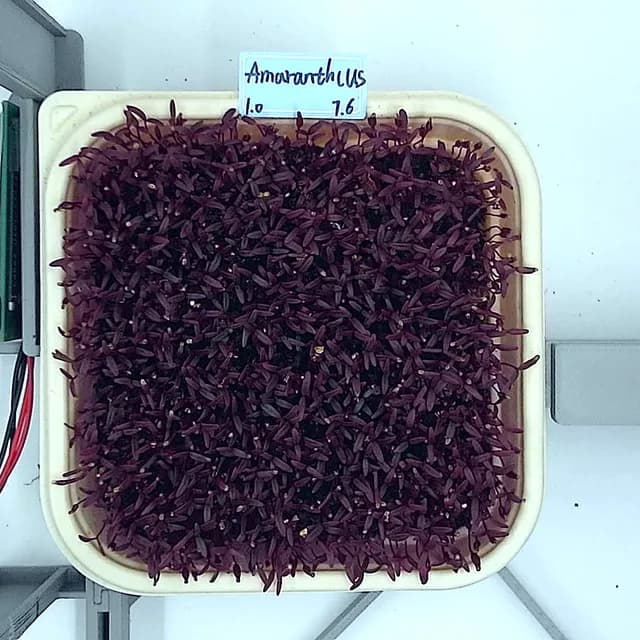 Amaranth at the rapid growth stage, from above