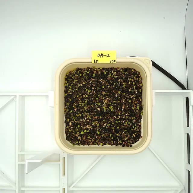 Arugula at the emergence stage, from above