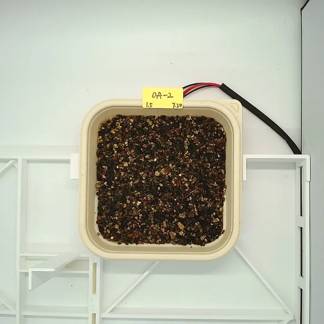 Arugula at the germination stage, from above