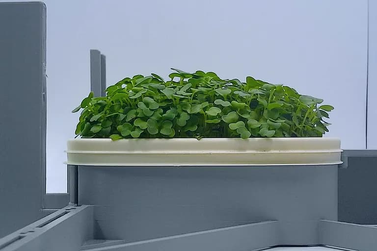 Arugula at the ready to harvest stage, from the side