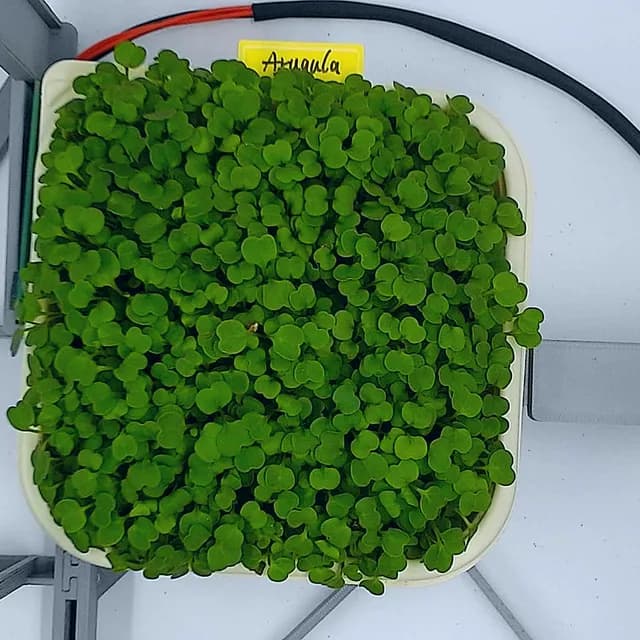 Arugula at the ready to harvest stage, from above