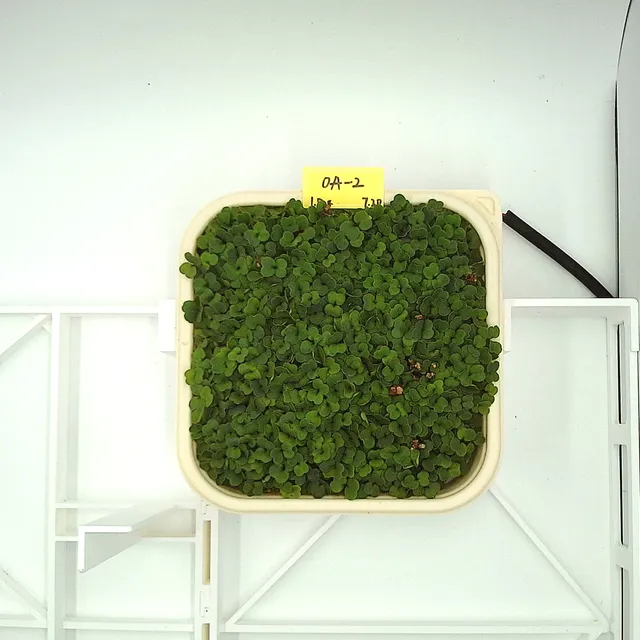 Arugula at the leaf expansion stage, from above