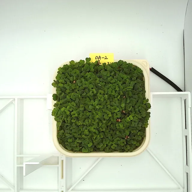 Arugula at the rapid growth stage, from above