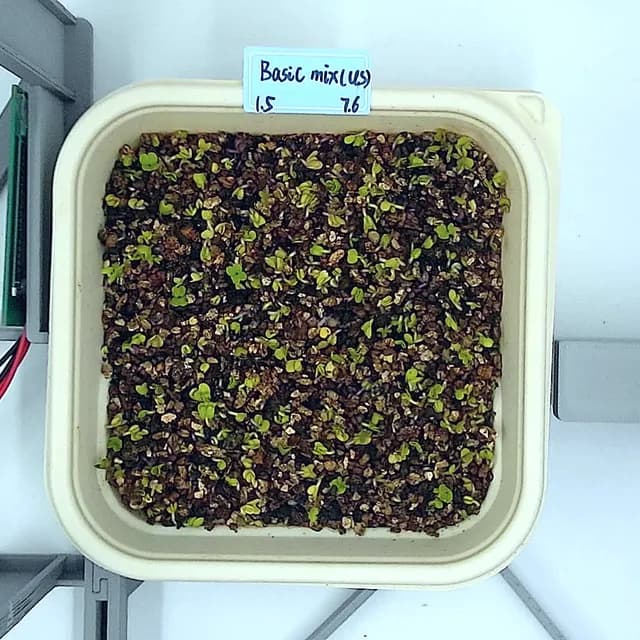 Basic Mix at the emergence stage, from above