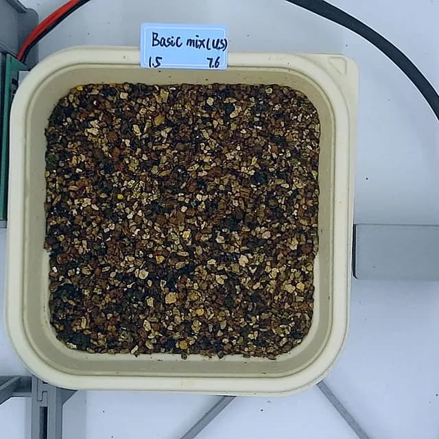 Basic Mix at the germination stage, from above