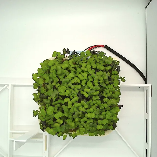 Basic Mix at the ready to harvest stage, from above