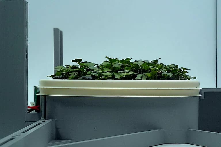 Basic Mix at the leaf expansion stage, from the side