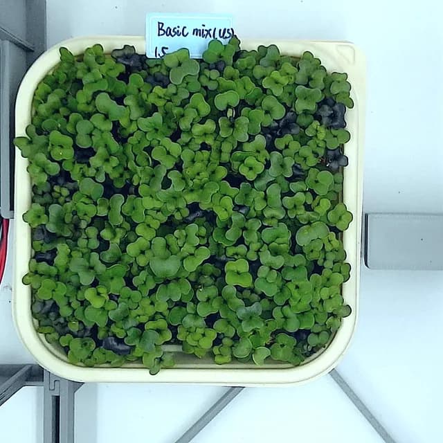 Basic Mix at the leaf expansion stage, from above