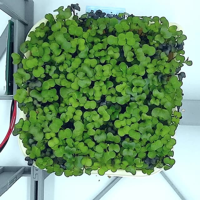 Basic Mix at the rapid growth stage, from above