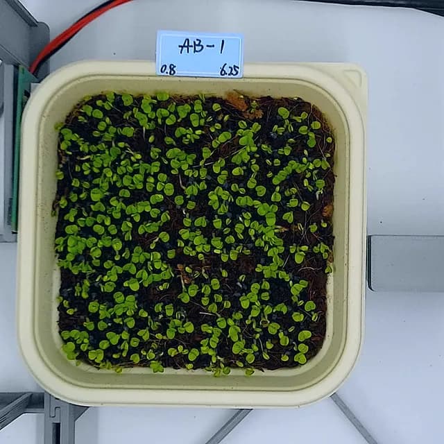 Basil at the emergence stage, from above