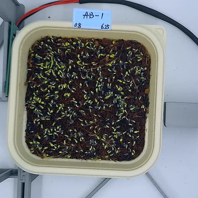 Basil at the germination stage, from above