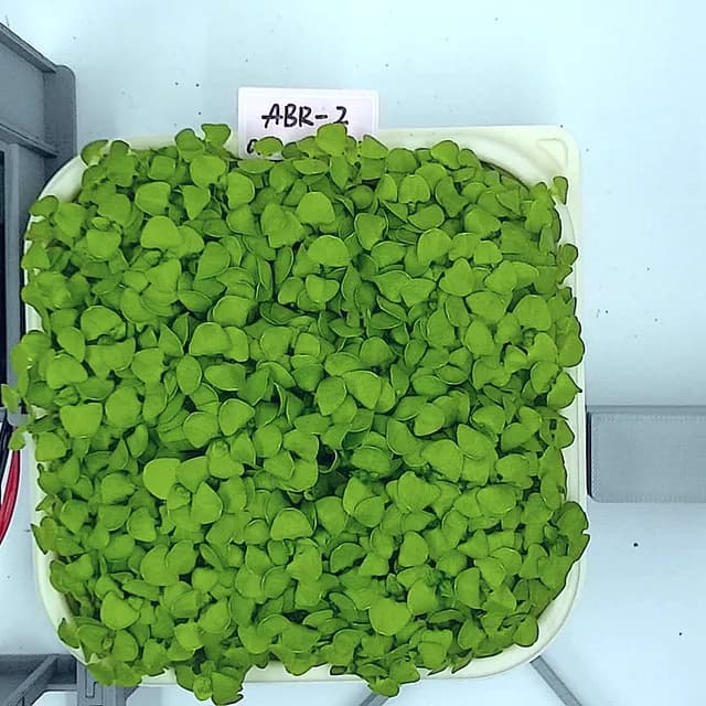 Basil at the ready to harvest stage, from above
