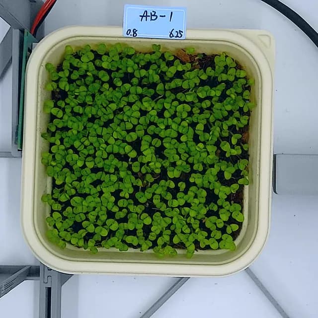 Basil at the leaf expansion stage, from above