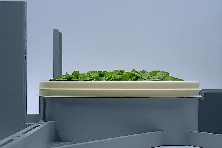 Basil at the rapid growth stage, from the side