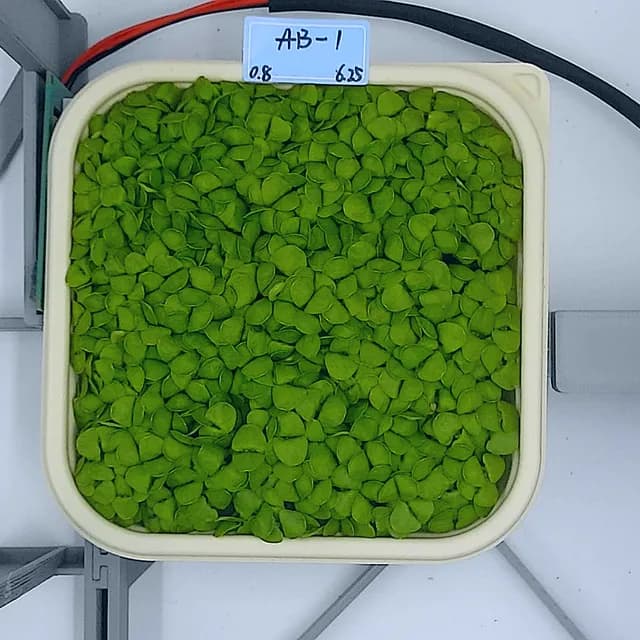 Basil at the rapid growth stage, from above
