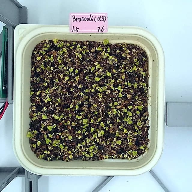 Day 2 — the same tray from above, seed coats splitting and first shoots showing