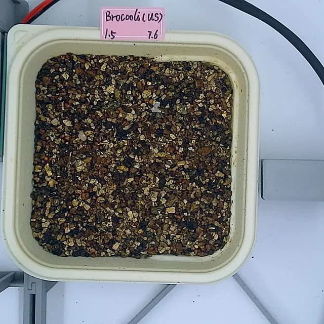 Day 0 — a seeded tray from above, before anything has broken the surface