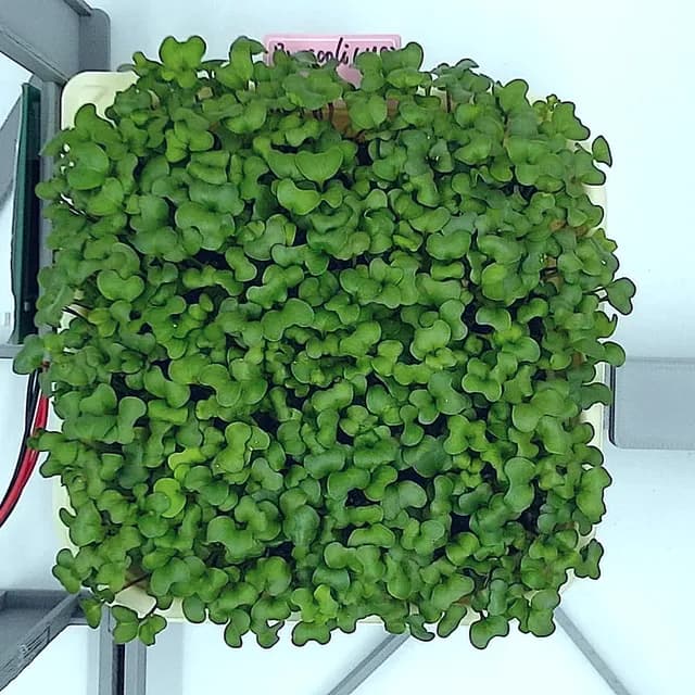 Day 7 — the same tray from above, a full canopy ready to cut