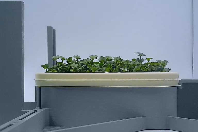 Broccoli at the leaf expansion stage, from the side