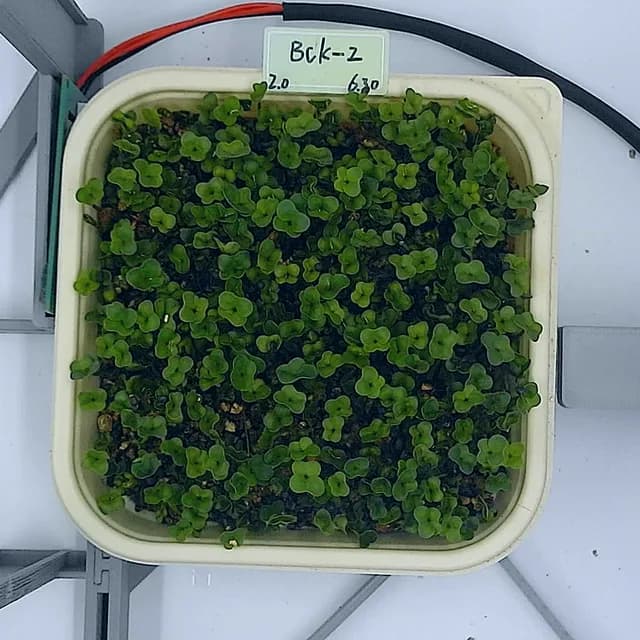 Day 4 — the same tray from above, leaves open and the canopy closing