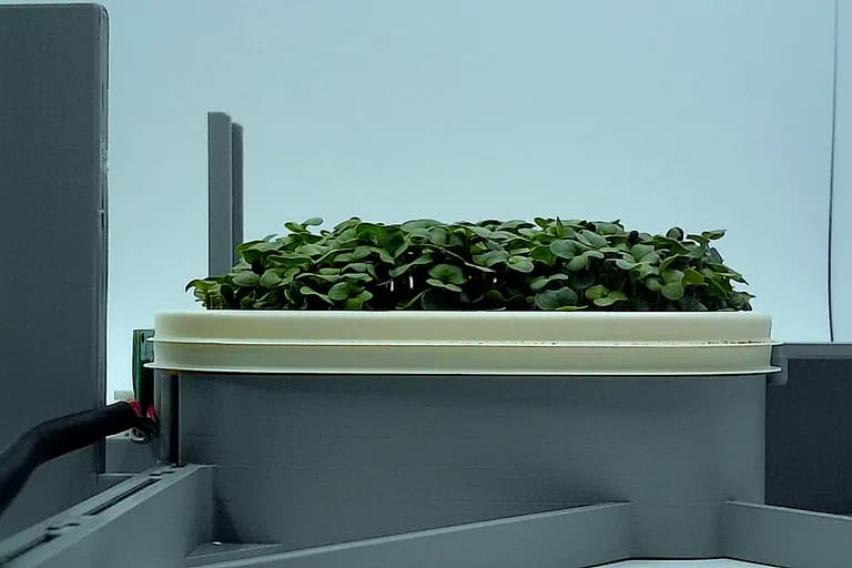 Broccoli at the rapid growth stage, from the side