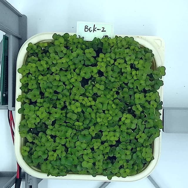 Broccoli at the rapid growth stage, from above
