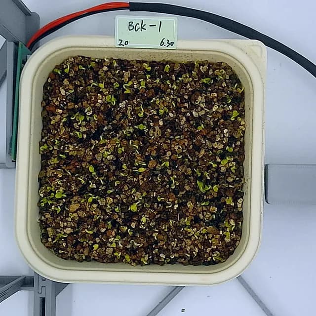 Kale at the emergence stage, from above
