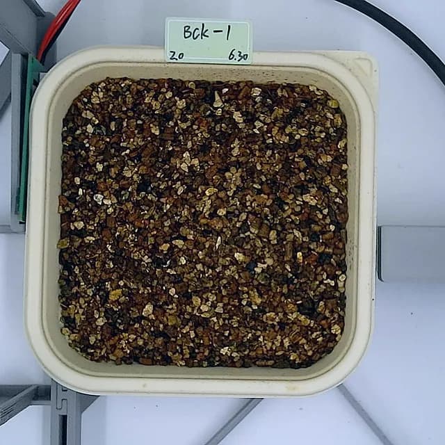 Kale at the germination stage, from above