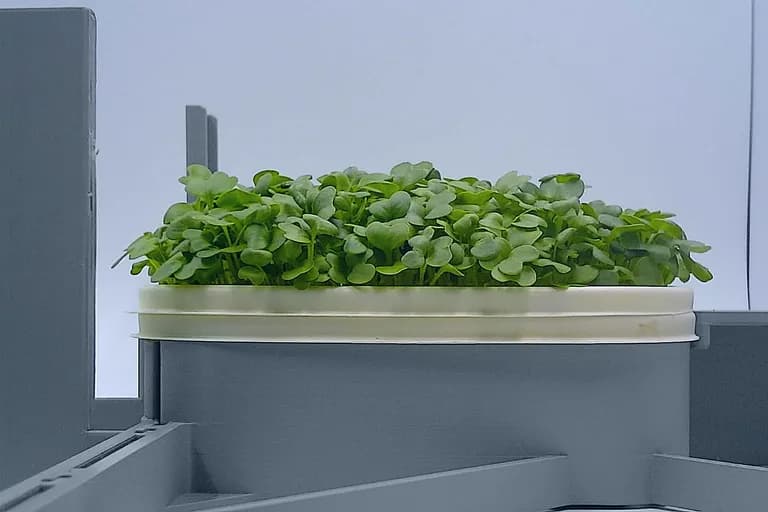 Kale at the ready to harvest stage, from the side