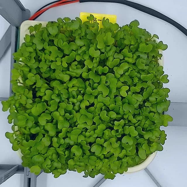 Kale at the ready to harvest stage, from above