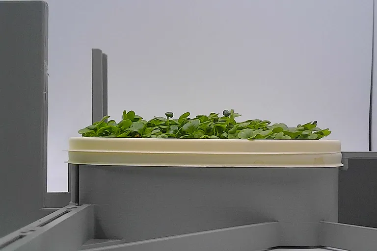 Kale at the leaf expansion stage, from the side