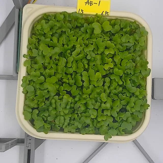 Kale at the leaf expansion stage, from above