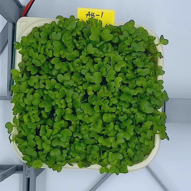 Kale at the rapid growth stage, from above