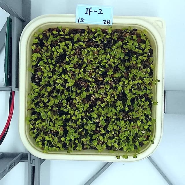 Mustard at the emergence stage, from above